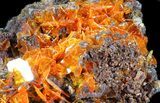 Bright Orange Wulfenite Cluster - Rowley Mine, AZ #39139-3